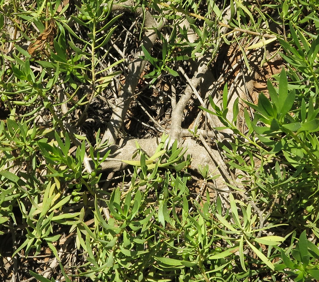 Image of Myoporum parvifolium specimen.