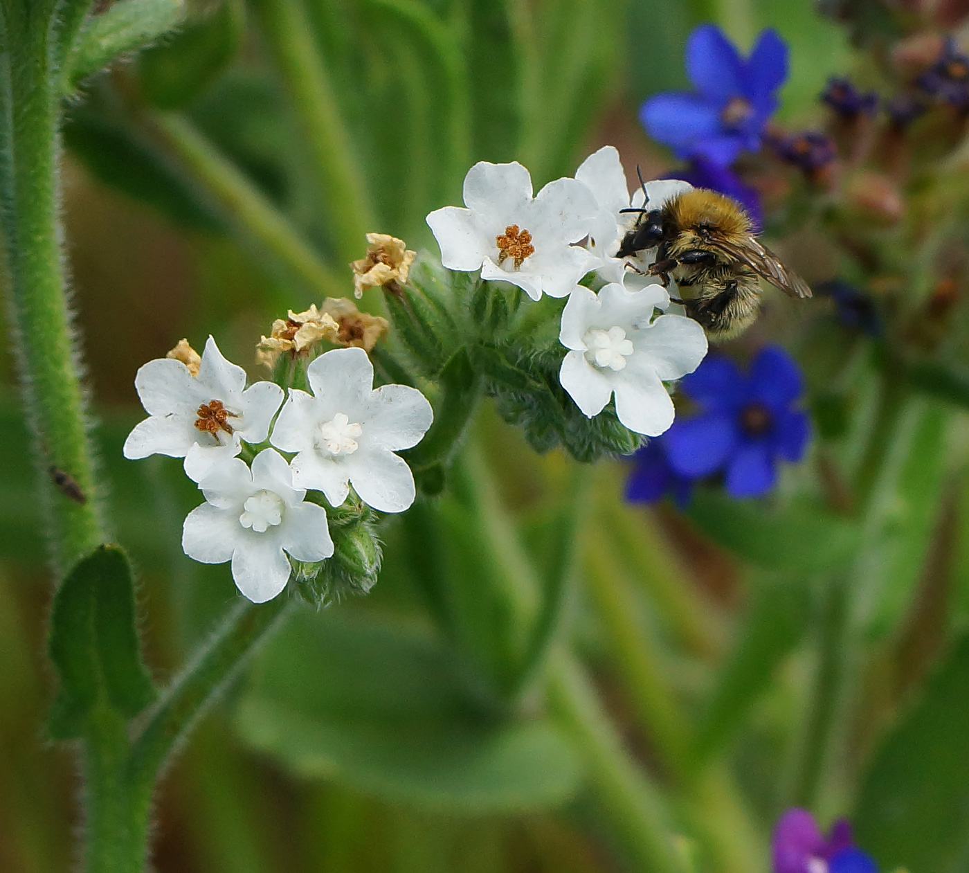 Изображение особи Anchusa officinalis.