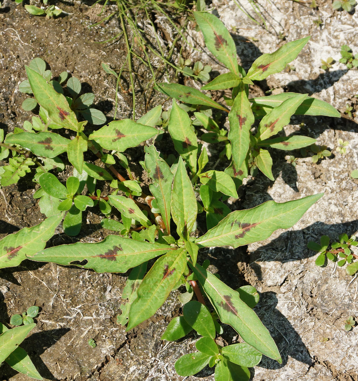 Image of Persicaria lapathifolia specimen.