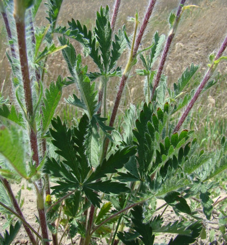 Изображение особи Potentilla obscura.