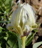 Iris subspecies attica