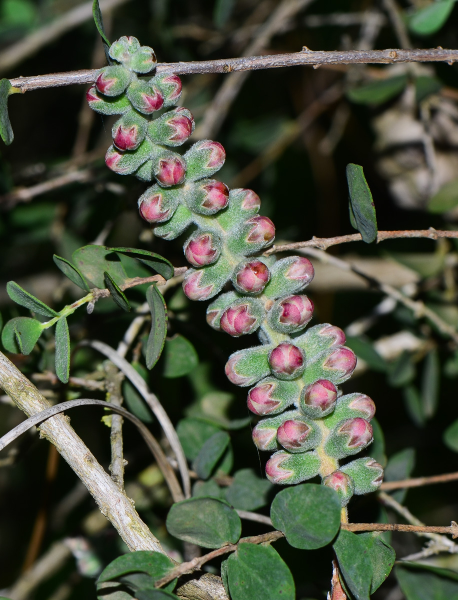 Image of Melaleuca elliptica specimen.