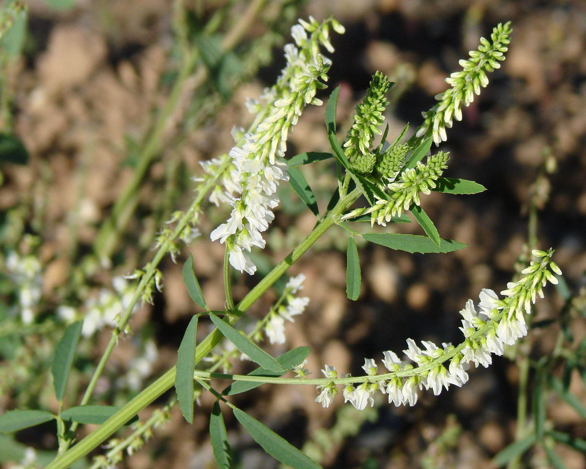 Image of Melilotus albus specimen.