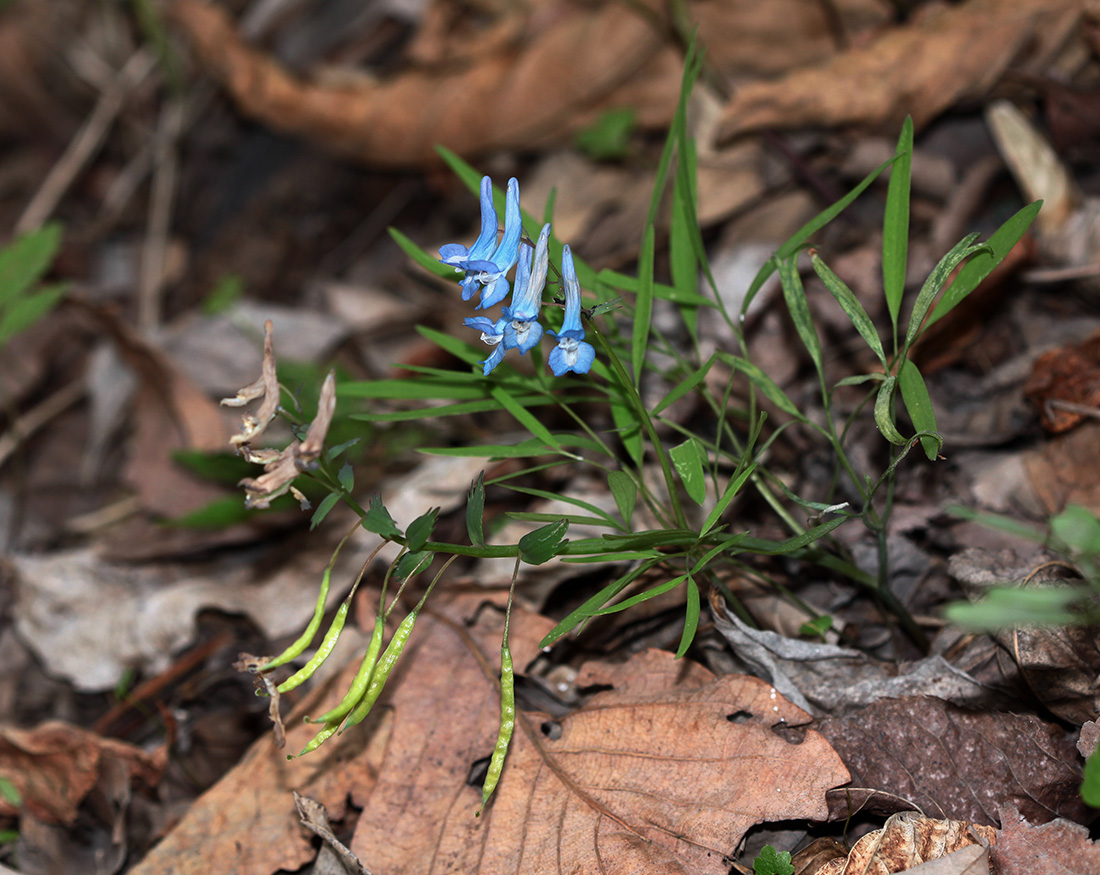 Image of Corydalis ambigua specimen.