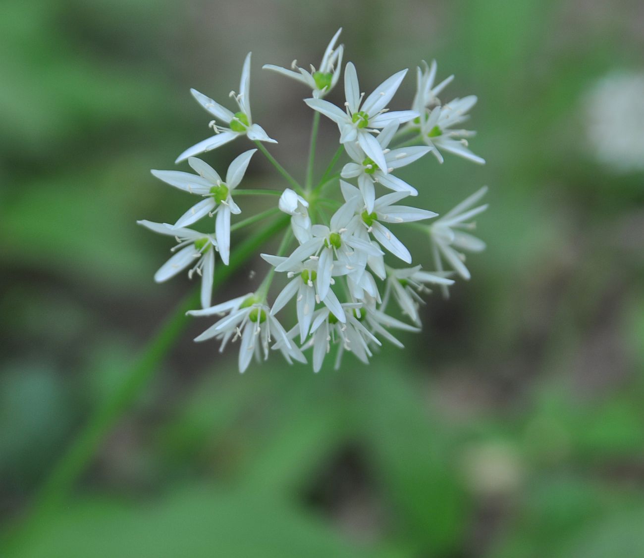 Image of Allium ursinum specimen.