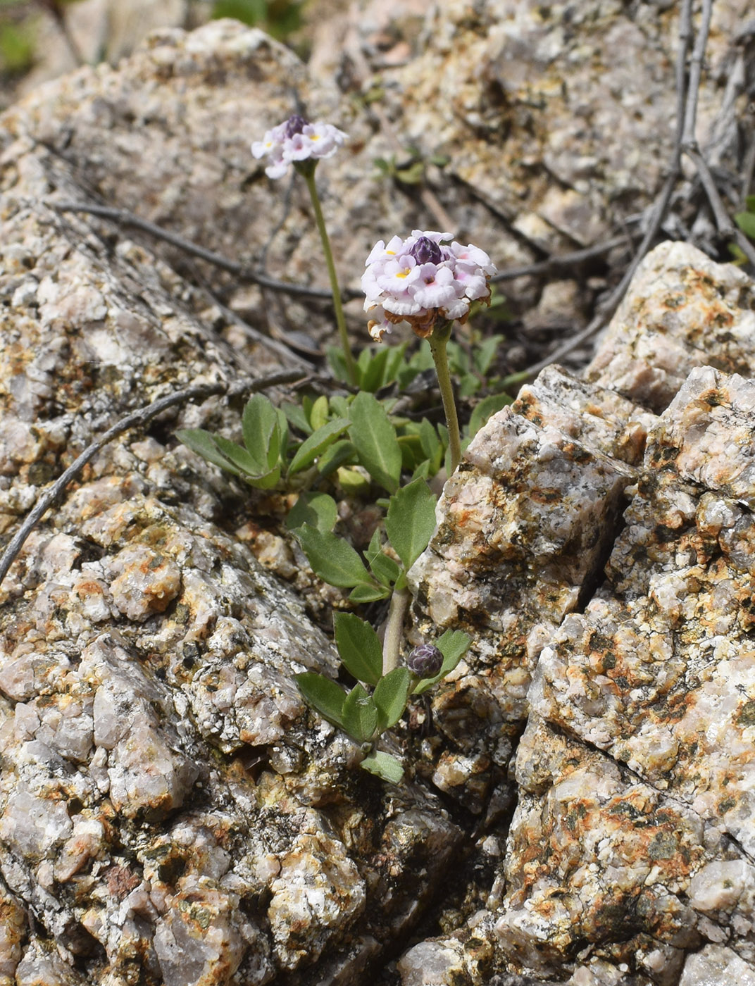 Image of Lippia nodiflora specimen.