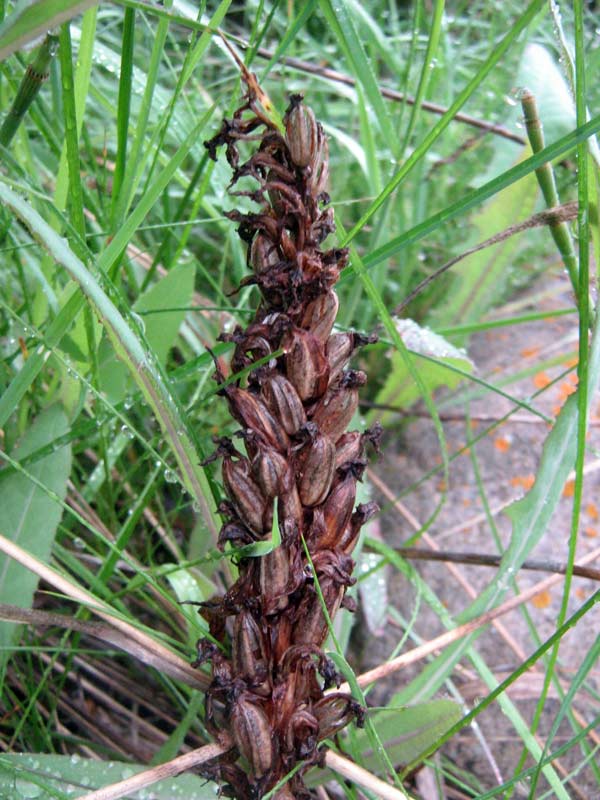 Изображение особи Dactylorhiza incarnata.