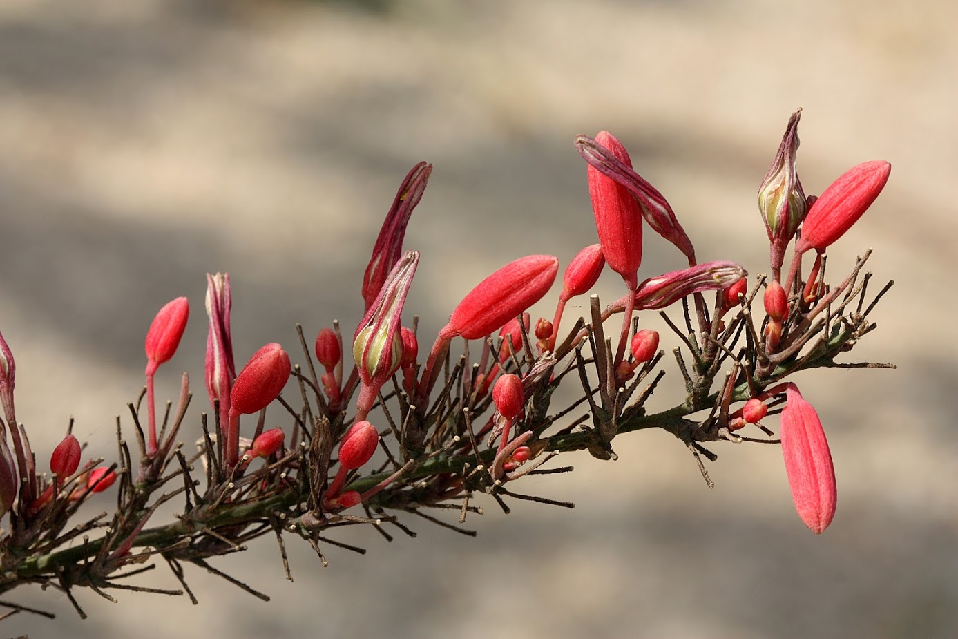 Image of Hesperaloe parviflora specimen.