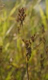 Juncus compressus. Верхушка побега с соплодием. Пермский край, Суксунский р-н, Ключевское сельское поселение, долина р. Сылва примерно 3 км выше дер. Агафонково, зарастающий галечный берег. 20 августа 2018 г.