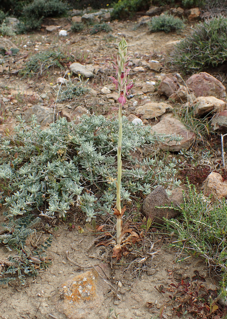 Image of Anacamptis sancta specimen.