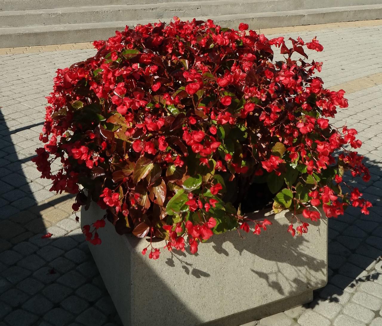 Image of Begonia &times; hortensis specimen.