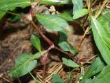 Смотреть изображение род Persicaria