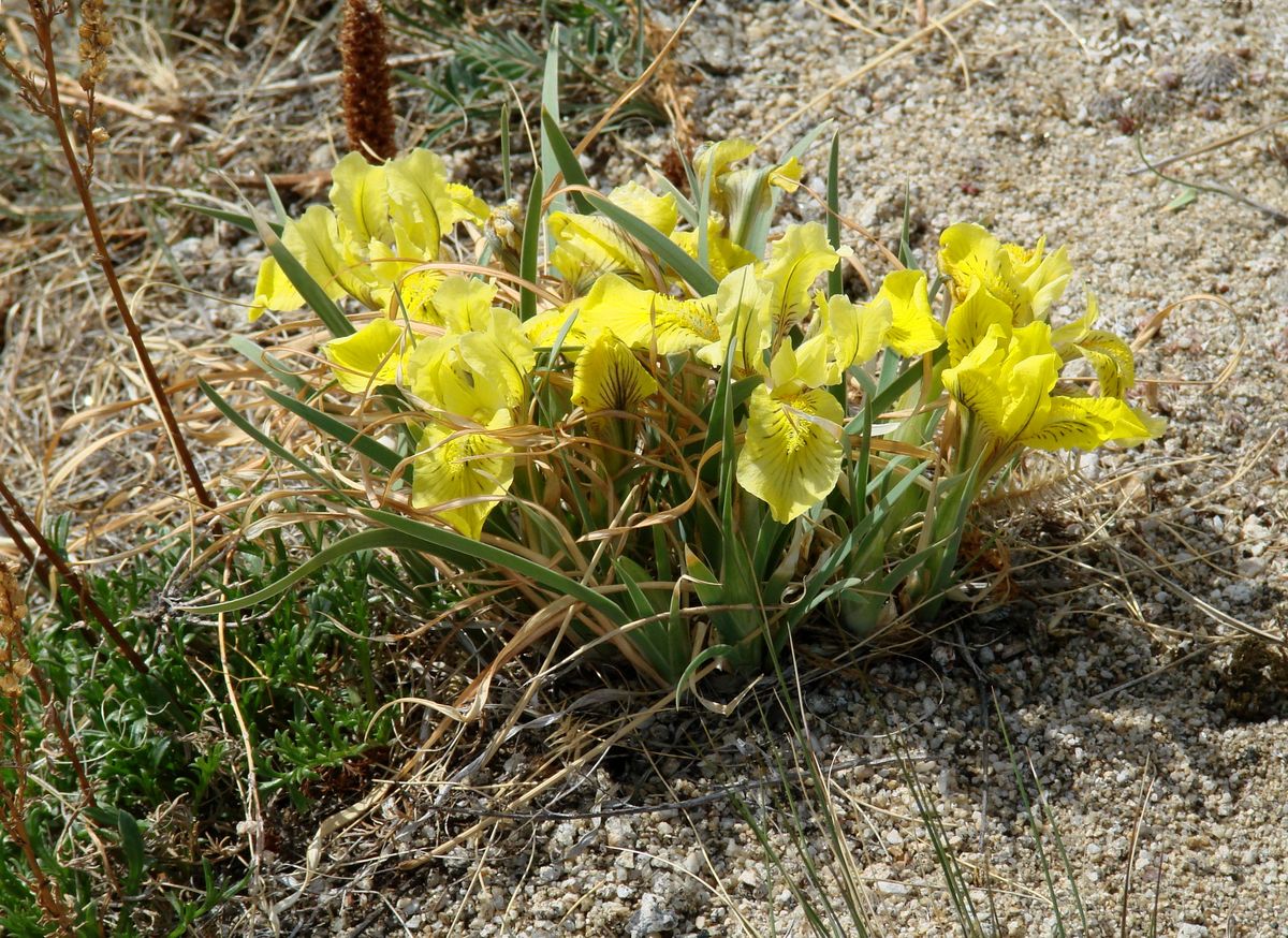 Изображение особи Iris potaninii.