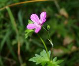 Смотреть изображение Geranium palustre