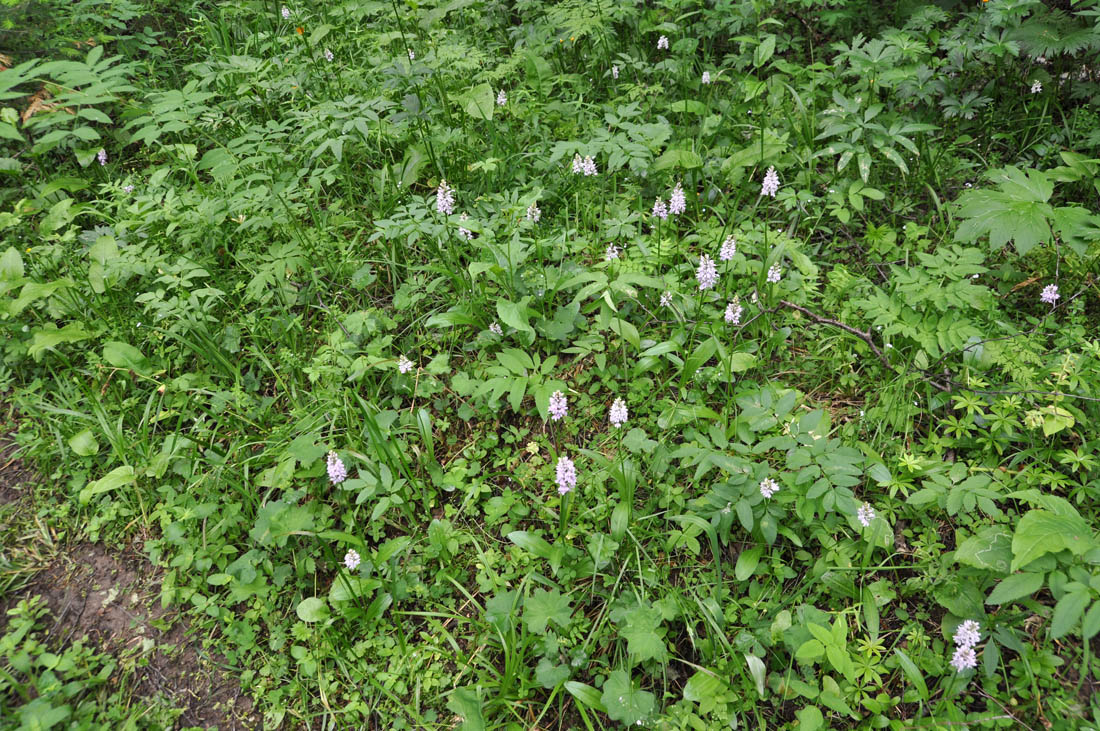 Image of Dactylorhiza fuchsii specimen.