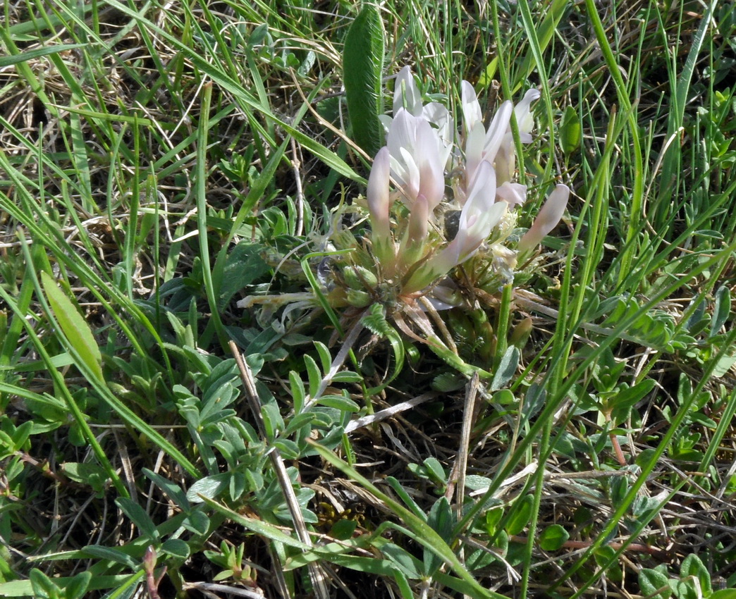 Изображение особи Astragalus humilis.