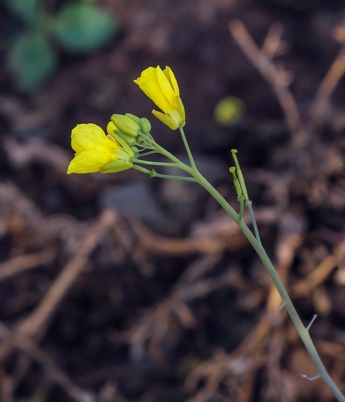 Image of Brassica campestris specimen.