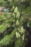 Veratrum oxysepalum. Часть соплодия с незрелыми плодами. Сахалинская обл., Охинский р-н, п-ов Шмидта, ельник зеленомошно-сфагновый. 21.07.2017.