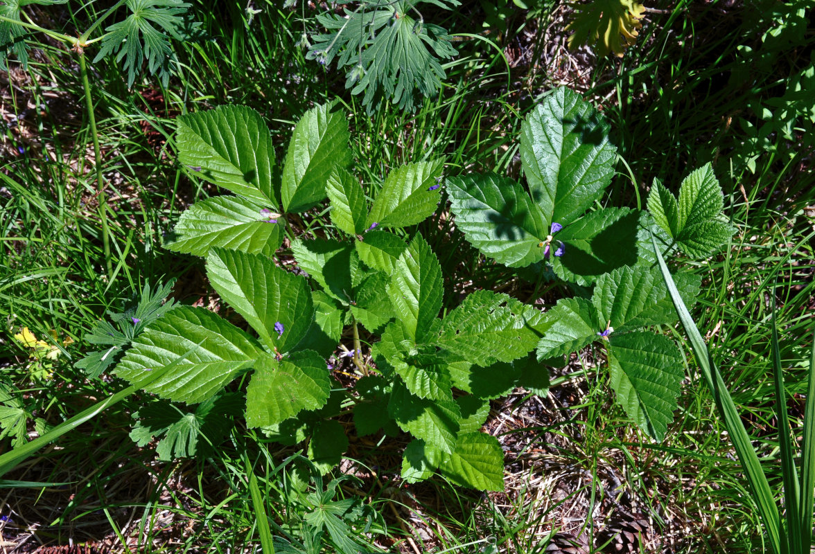 Image of Rubus saxatilis specimen.