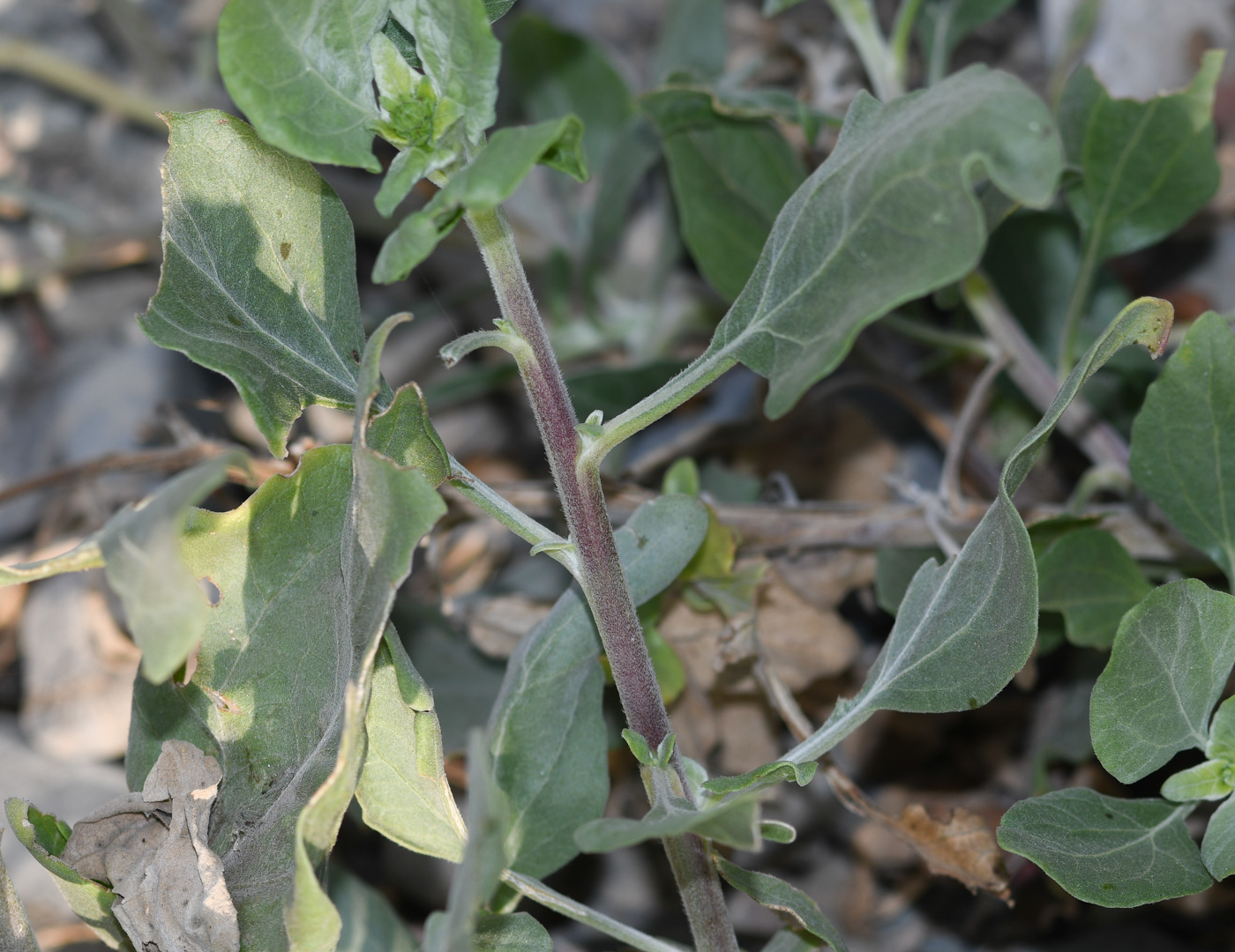 Изображение особи род Encelia.