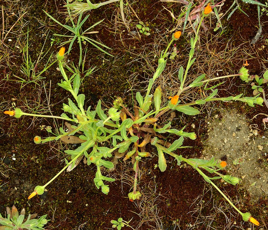 Image of Calendula gracilis specimen.