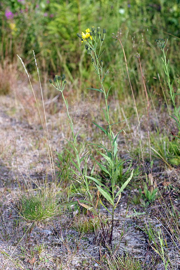 Изображение особи Hieracium umbellatum.