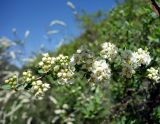 Spiraea hypericifolia. Веточка с соцветиями. Кыргызстан, Чуйская обл., Аламединское ущелье, окр. сан. Теплый Ключ, правобережный склон. 29.05.2019.