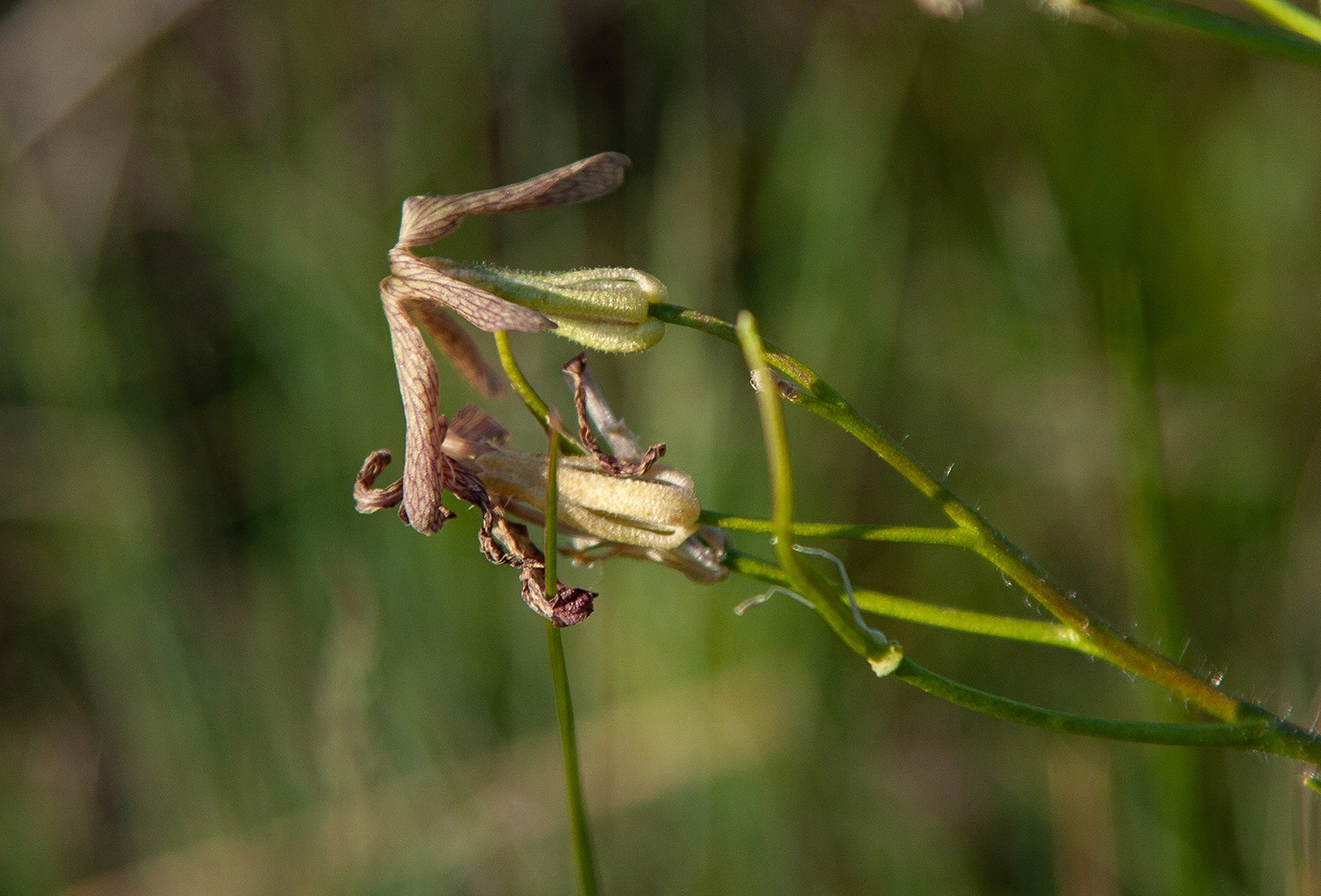 Image of Hesperis tristis specimen.