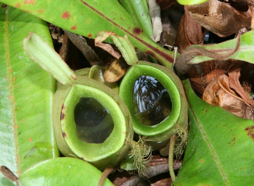 Image of Nepenthes ampullaria specimen.