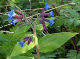 Pulmonaria mollis. Верхушка цветущего растения. Северная Осетия, окр. с. Дзуарикау. 07.05.2010.