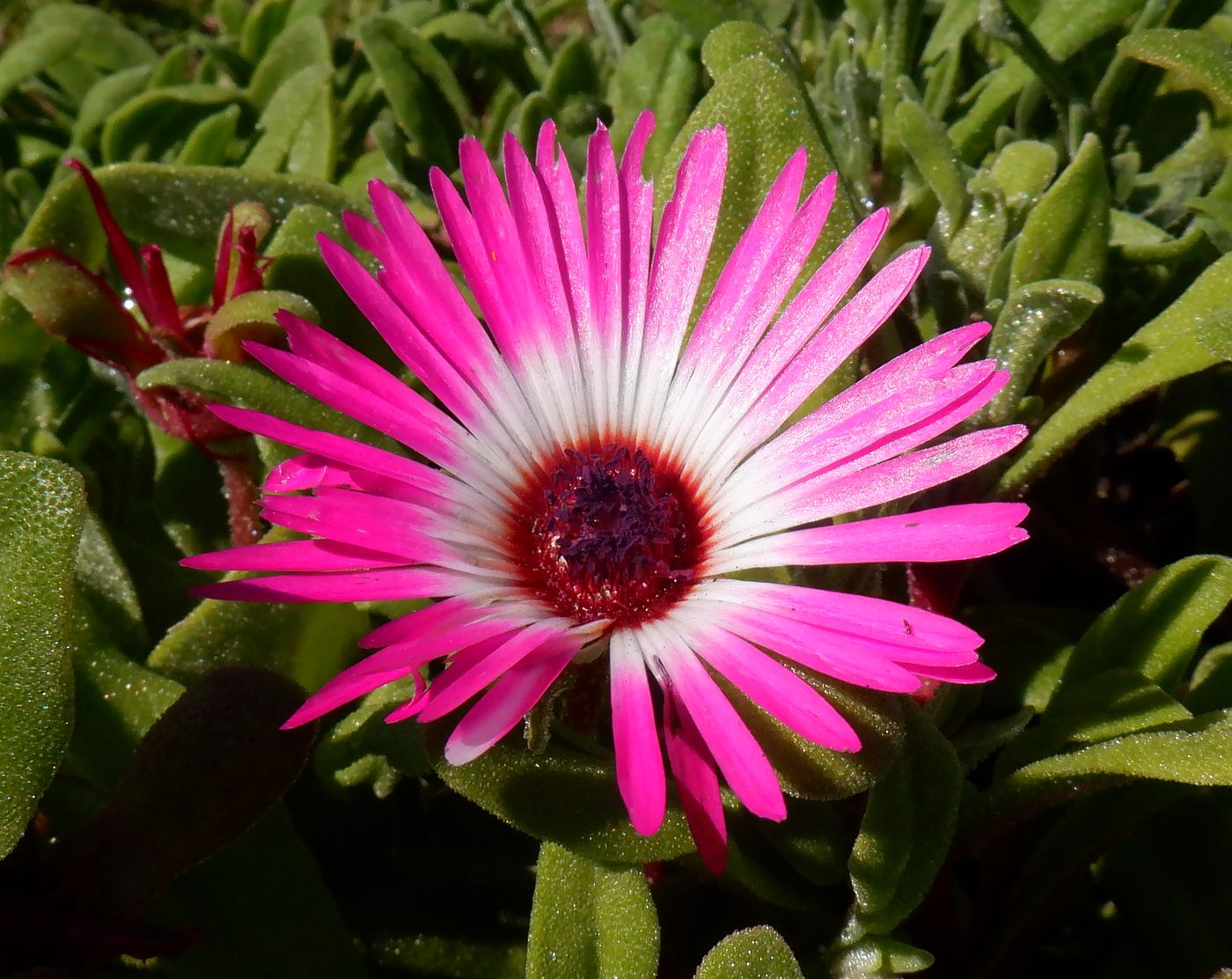 Изображение особи Dorotheanthus bellidiformis.