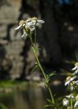 Achillea ptarmica. Верхушка побега с соцветиями. Башкортостан, Гафурийский р-н, Имендяшевский сельсовет, окр. дер. Таш-Асты, долина р. Зилим, устье малого ручья, зарастающий луговой растительностью галечник. 4 сентября 2020 г.