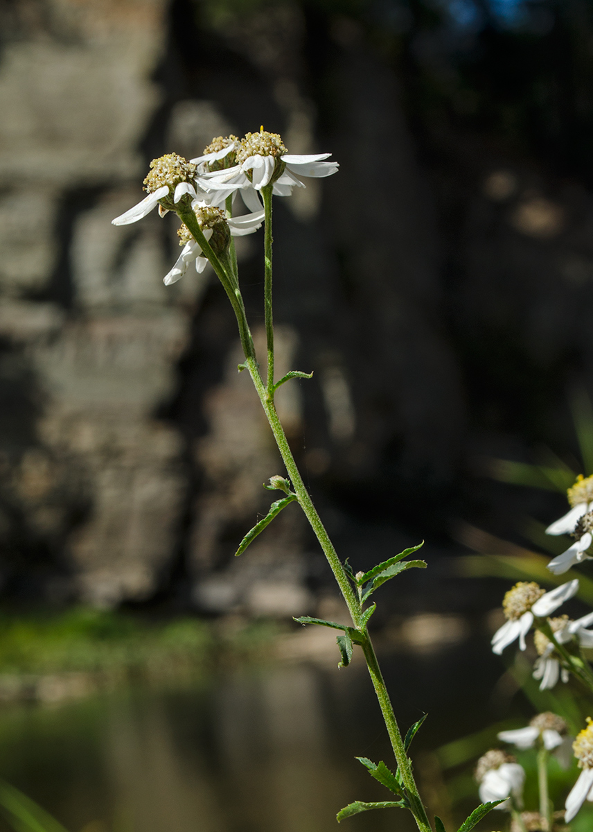 Image of Achillea ptarmica specimen.