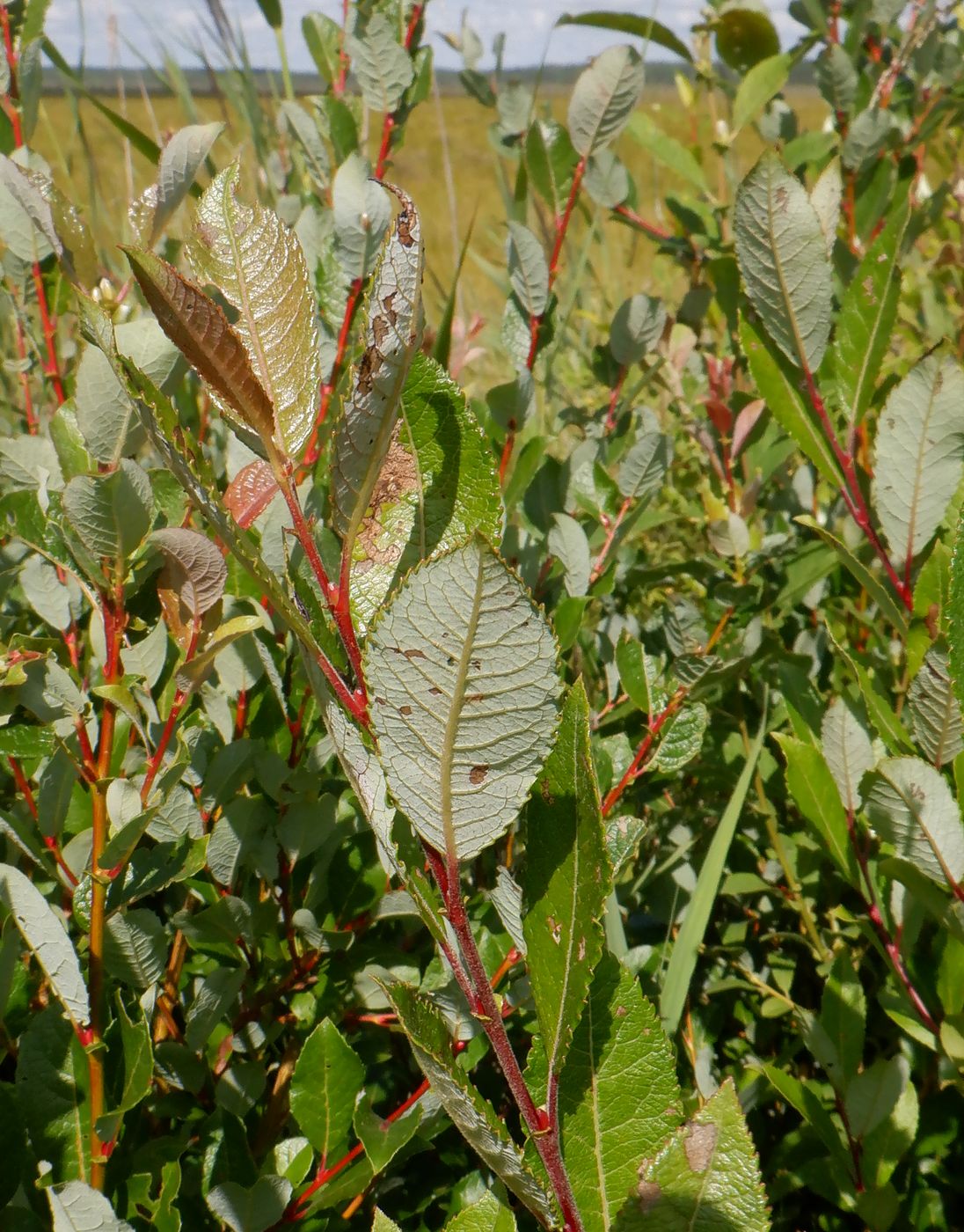 Изображение особи Salix phylicifolia.