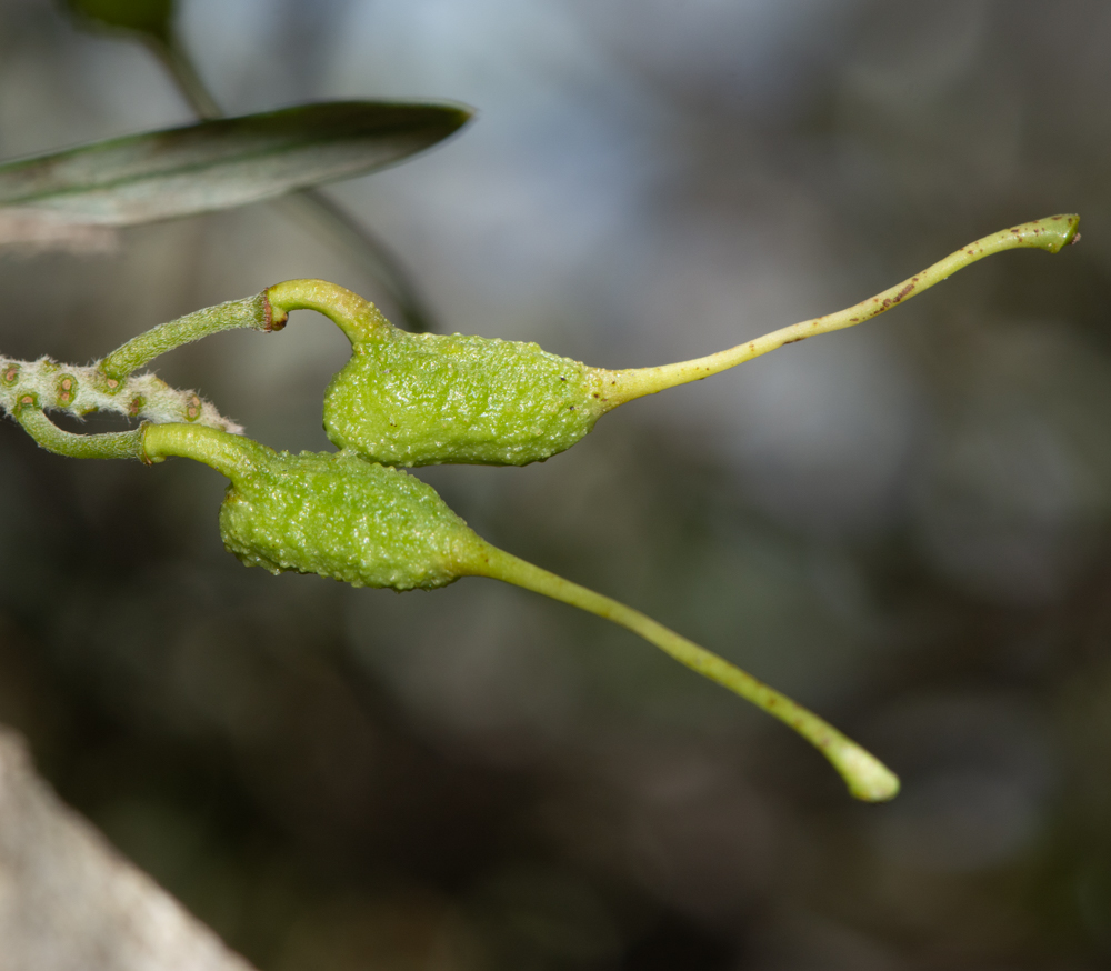 Изображение особи Grevillea olivacea.