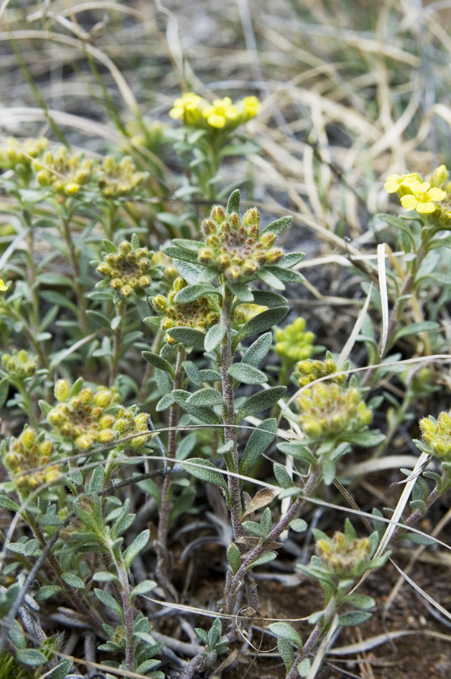 Изображение особи Alyssum lenense.