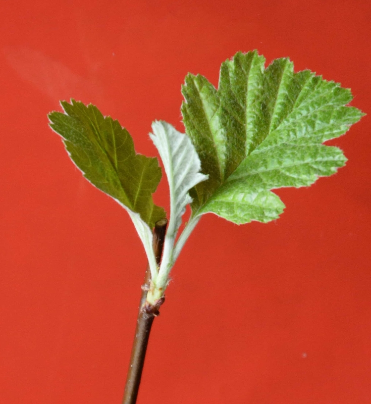 Image of Sorbus persica specimen.