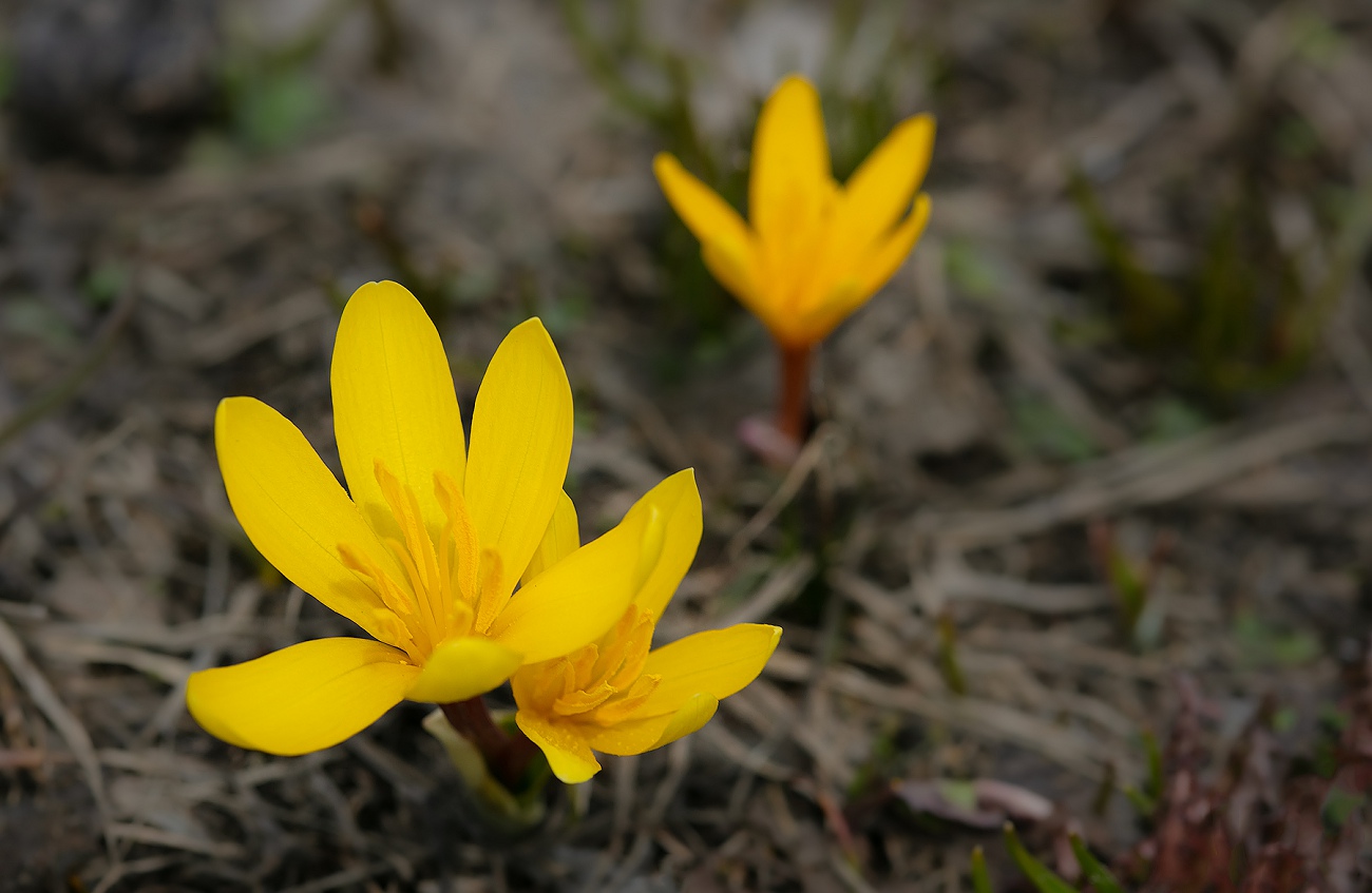 Изображение особи Colchicum luteum.