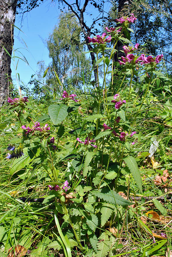 Image of Pedicularis resupinata specimen.