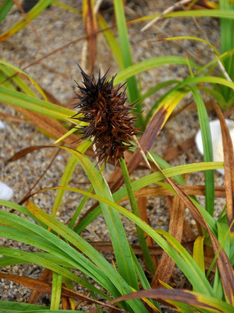 Изображение особи Carex macrocephala.