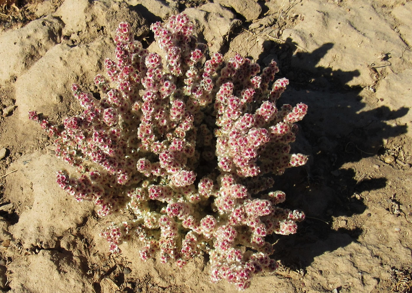 Изображение особи Halogeton glomeratus.