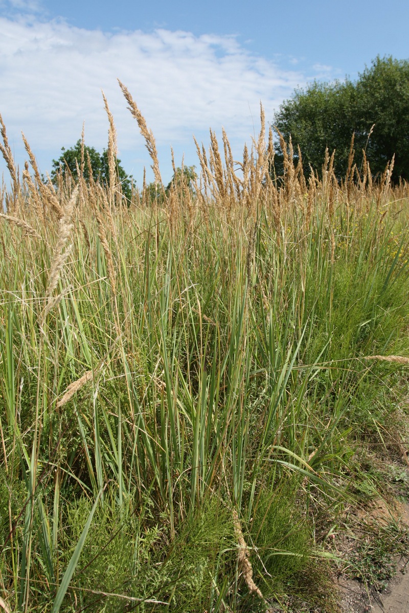 Image of Calamagrostis epigeios specimen.