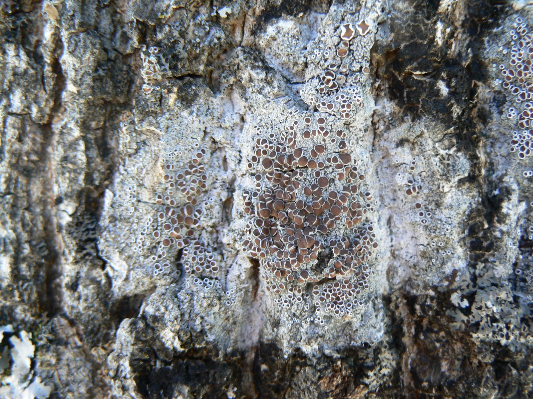 Image of genus Lecanora specimen.