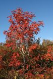 Sorbus aucuparia subspecies glabrata