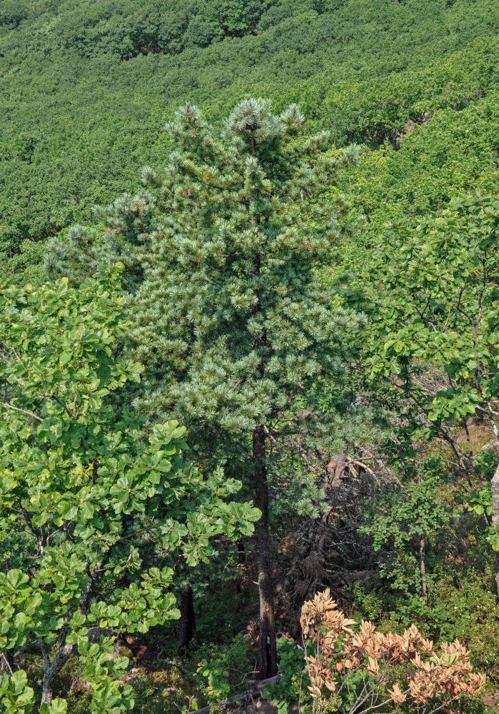 Image of Pinus koraiensis specimen.