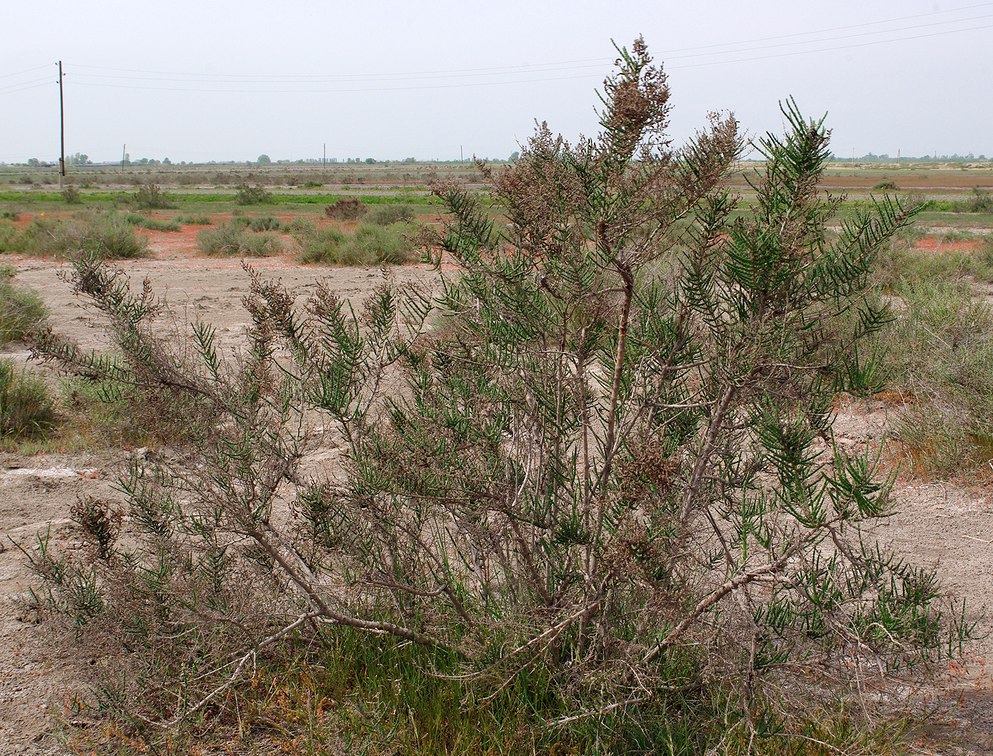 Image of Halostachys belangeriana specimen.