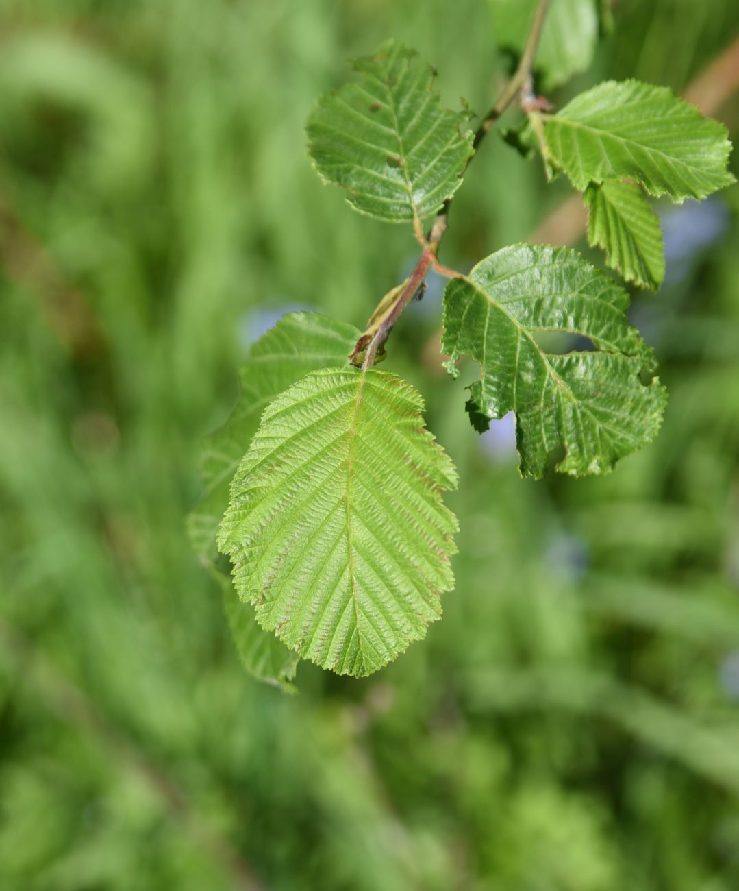 Изображение особи Alnus incana.