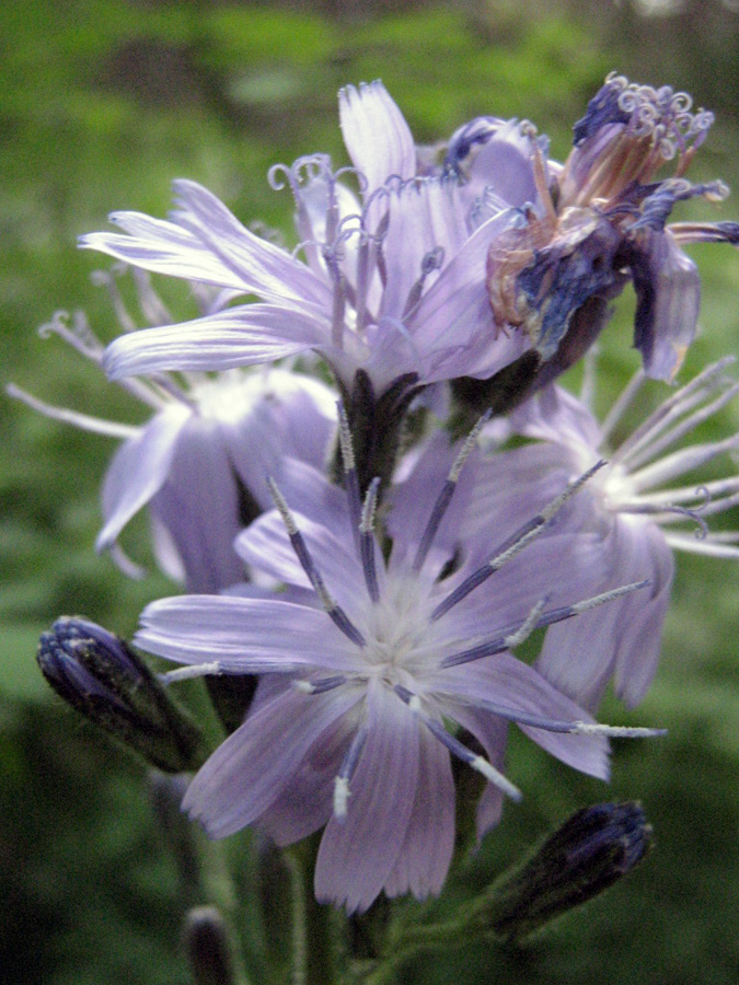 Image of Cicerbita azurea specimen.