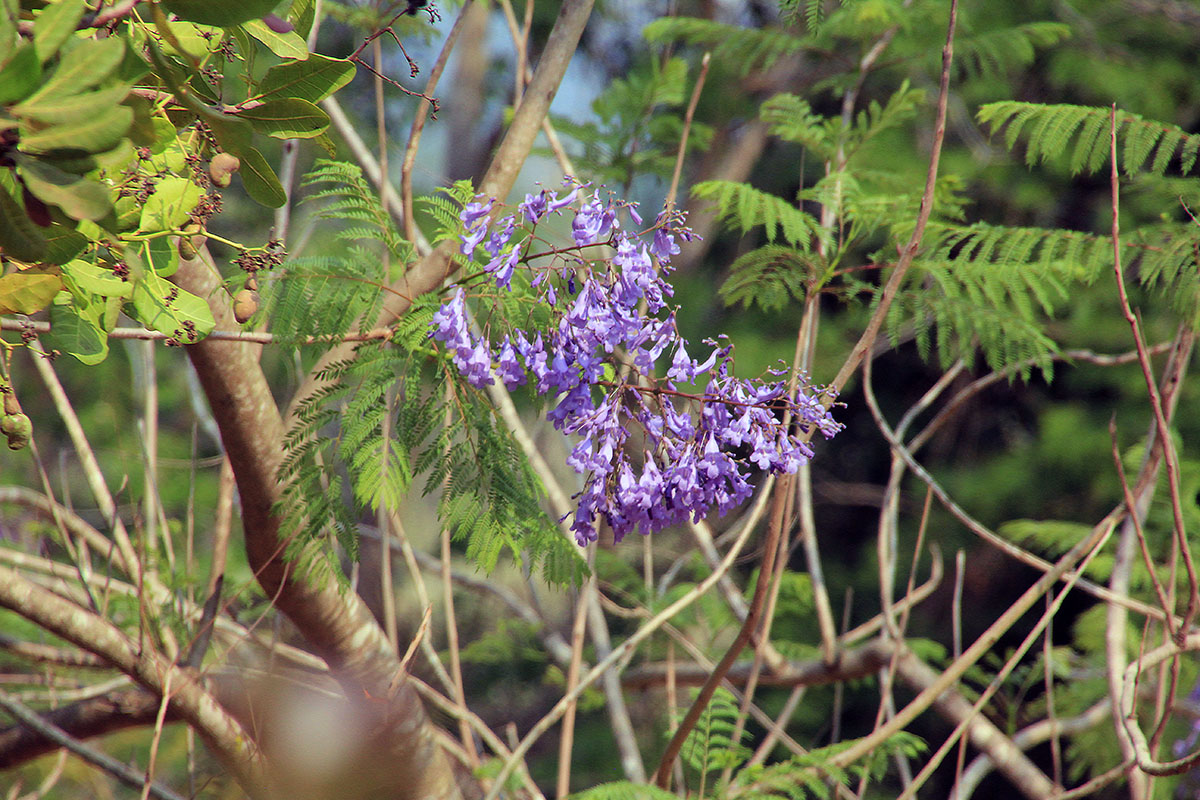 Image of Jacaranda mimosifolia specimen.