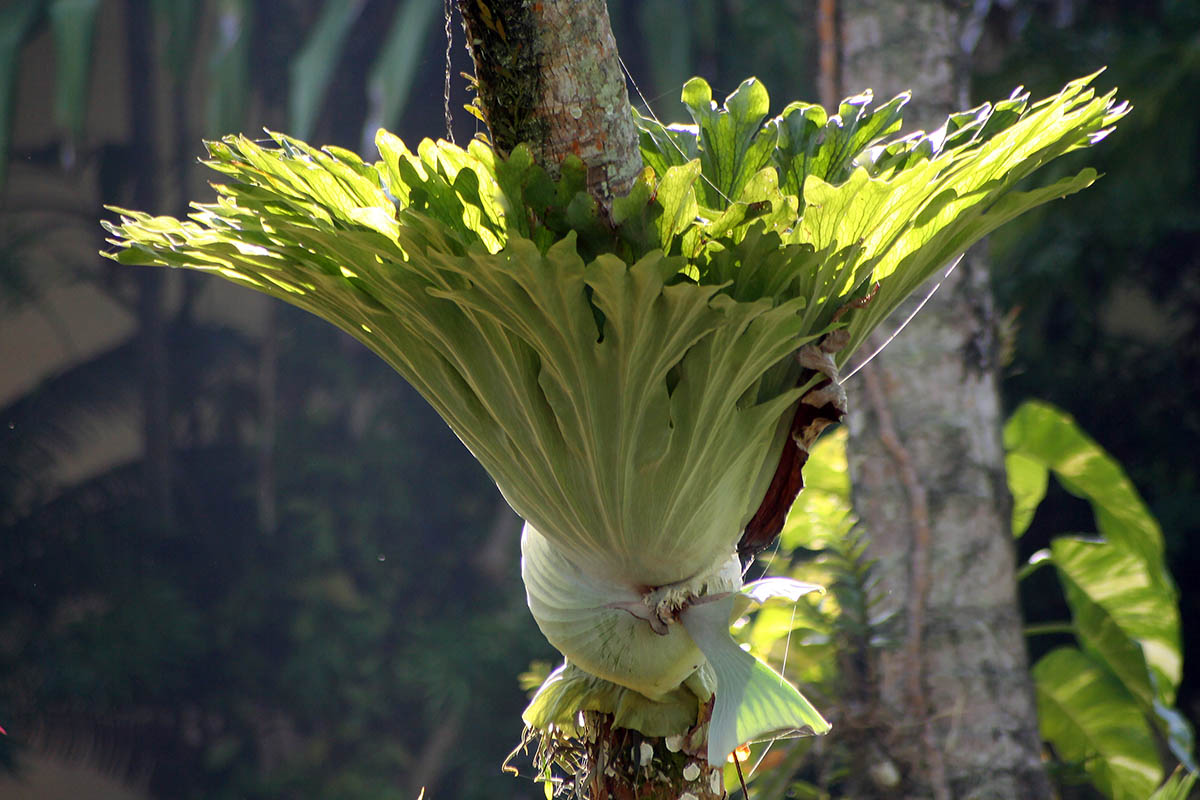 Image of genus Platycerium specimen.